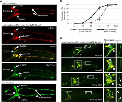 Functional Screening of Parkinson’s Disease Susceptibility Genes to Identify Novel Modulators of α-Synuclein Neurotoxicity in Caenorhabditis elegans